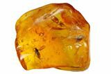 Large, Detailed Fossil Fly (Diptera) in Baltic Amber #145467-1